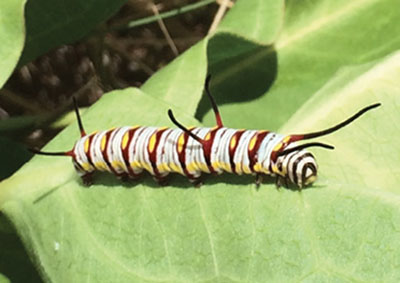 Fig. 09E: Photograph of a queen butterfly caterpillar.