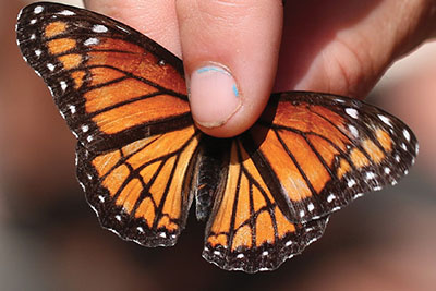 Fig. 09F: Photograph of a viceroy butterfly.