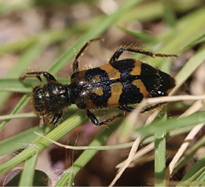 Fig. 10B: Photograph of a checkered beetle.