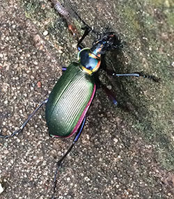 Fig. 11: Photograph of a ground beetle.