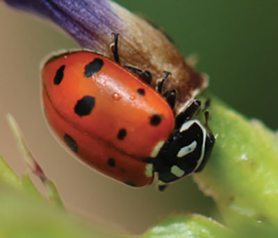 Fig. 12A: Photograph of a convergent lady beetle.