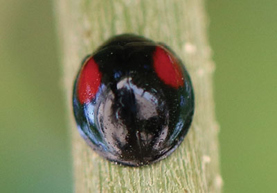 Fig. 12D: Photograph of a twice-stabbed lady beetle.