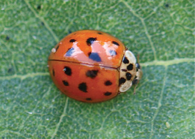 Fig. 12E: Photograph of a multi-colored lady beetle.