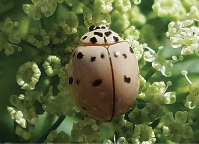 Fig. 12F: Photograph of an ashy gray lady beetle.