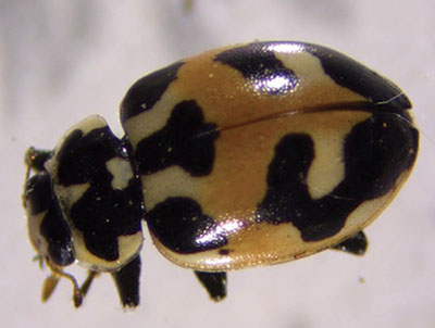 Fig. 12G: Photograph of a parenthesis lady beetle.