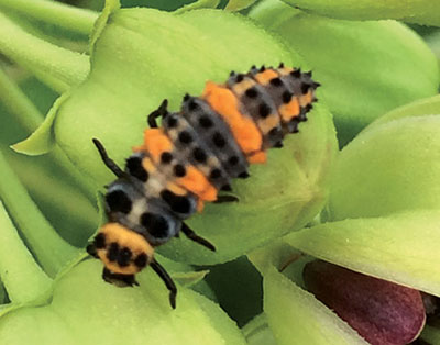Fig. 12H: Photograph of a lady beetle larva.