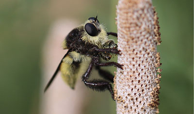 Fig. 14A: Photograph of a bee-mimicking robber fly.