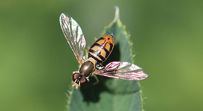 Fig. 15A: Photograph of a syrphid fly.