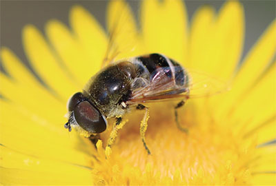 Fig. 15B: Photograph of a syrphid fly.