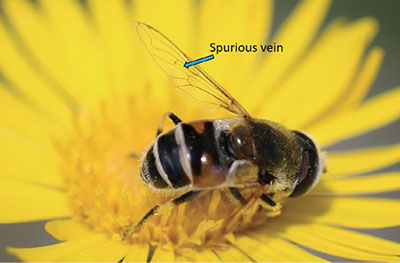 Fig. 15C: Photograph of the spurious vein in a syrphid fly wing.
