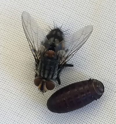 Fig. 16: Photograph of a tachinid fly and pupal case.