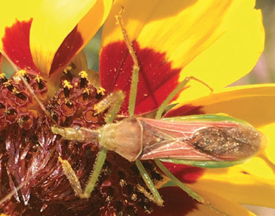 Fig. 17C: Photograph of a leafhopper assassin bug.