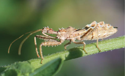 Fig. 17D: Sideview photograph of an assassin bug.
