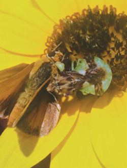 Fig. 17E: Photograph of an ambush bug.