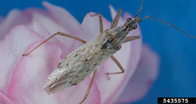 Fig. 18: Photograph of a common damsel bug.