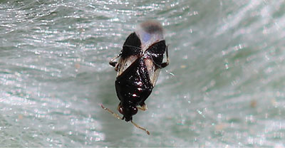 Fig. 19: Photograph of a minute pirate bug.