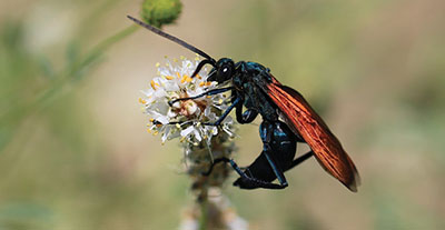 Fig. 20A: Photograph of a large wasp.