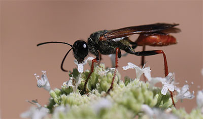 Fig. 20B: Photograph of a large wasp.