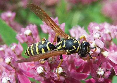 Fig. 20D: Photograph of a large wasp.