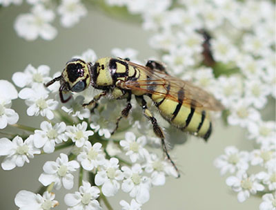 Fig. 20F: Photograph of a large wasp.