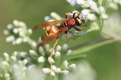 Fig. 20G: Photograph of a large wasp.