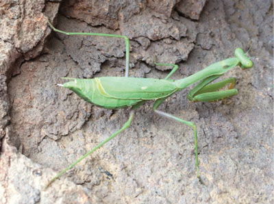 Fig. 22A: Photograph of an immature praying mantis.