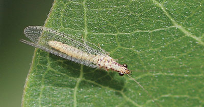 Fig. 23A: Photograph of a green lacewing.