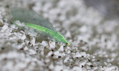 Fig. 23B: Photograph of a green lacewing.
