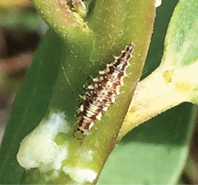 Fig. 23C: Photograph of an immature lacewing.