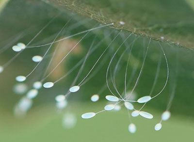 Fig. 23D: Photograph of lacewing eggs.
