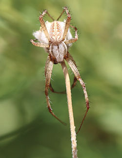 Fig. 24A: Photograph of an orb weaver spider.