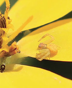 Fig. 24B: Photograph of a crab spider.