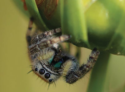 Fig. 24C: Photograph of a jumping spider.