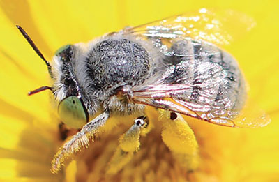Fig. 25B: Photograph of a bee showing longer antennae and pollen on body.
