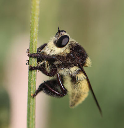 Fig. 25C: Photograph of a bee-mimicking robber fly.