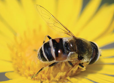 Fig. 25E: Photograph of a syrphid fly.