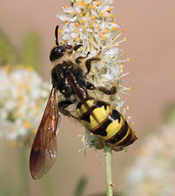 Fig. 26A: Photograph of a wasp.
