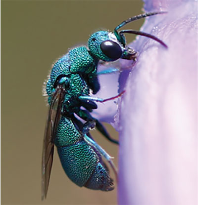 Fig. 26B: Photograph of a wasp.