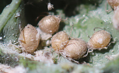 Fig. 27A: Photograph of aphid “mummies.”