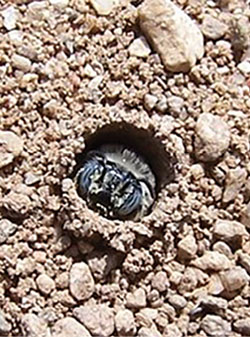 Fig. 27D: Photograph of a bee in a hole in the ground.