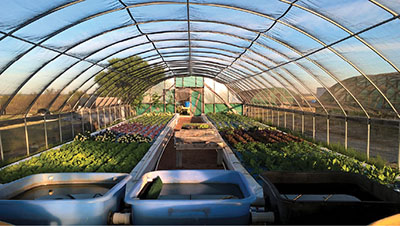 Figure 1: Photograph of an example single-loop aquaponics system in a greenhouse.