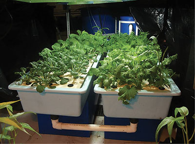 Figure 2: Photograph of the hydroponic portion of a small-scale single-loop aquaponics system showing vegetables growing in trays.