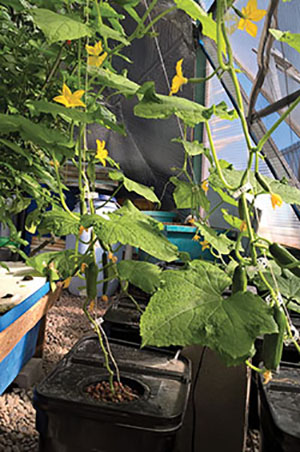 Figure 5b: Photograph of cucumbers in a hydroponic system.