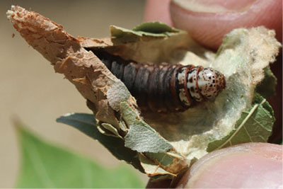 Figure 1B: Photograph of a bagworm pupa.
