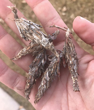 Figure 1C: Photograph of bagworm bags.