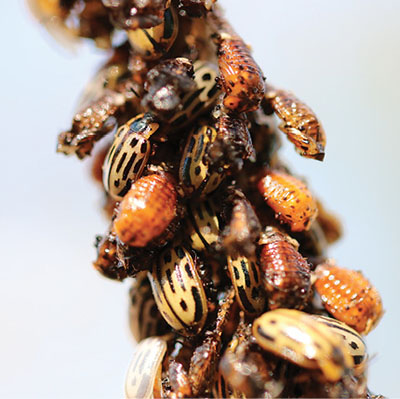 Figure 2: Photograph of cottonwood leaf beetles emerging from their pupae.