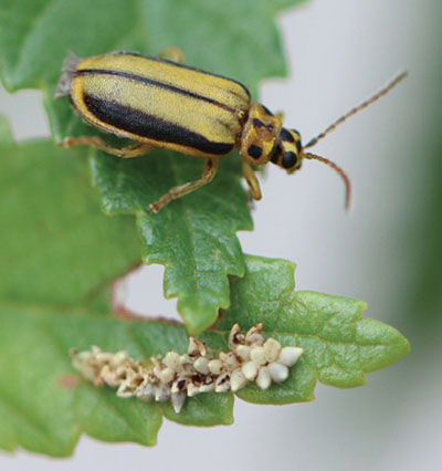 Figure 3A: Photograph of an adult elm leaf beetle with eggs.