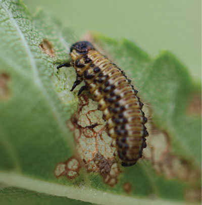 Figure 3B: Photograph of an elm leaf beetle larva.