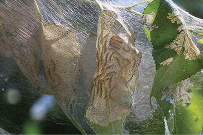 Figure 4B: Photograph of webworm caterpillars inside their web.