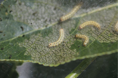 Figure 4C: Photograph of fall webworm caterpillars.